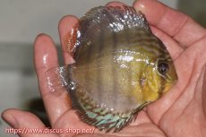 画像2: 【決算セール対象個体】【ワイルドディスカス】【通販】【年に一度の入荷】アルトナナイディアマンテ ロイヤルグリーン ヤングスター【個体販売】9-11cm（生体）ナナイ産 (2)