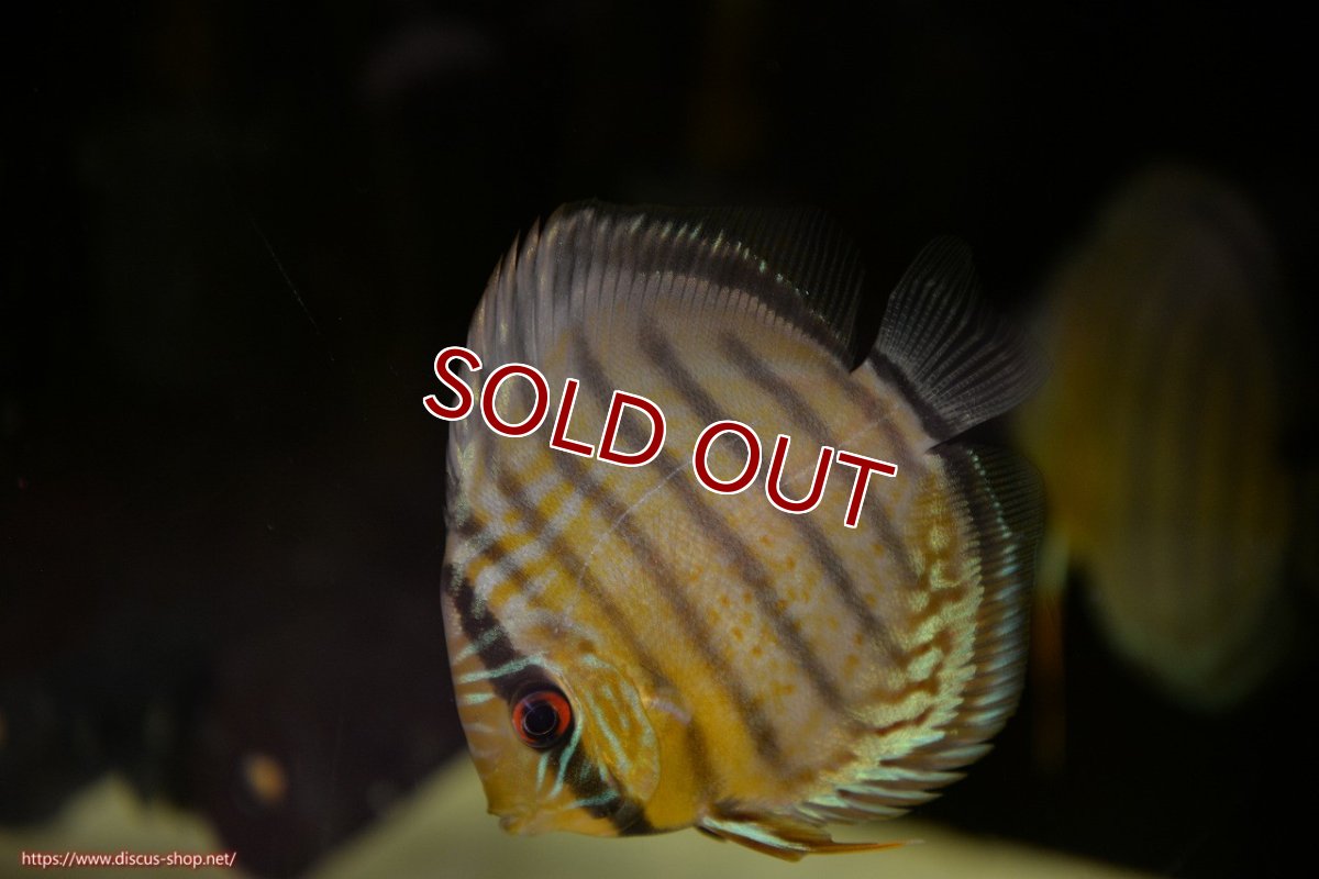 画像1: 【ワイルドディスカス】【通販】【年に一度の入荷】アルトナナイディアマンテ ロイヤルグリーン ヤングスター【個体販売】9-11cm（生体）ナナイ産 (1)