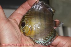 画像1: 【決算セール対象個体】【ワイルドディスカス】【通販】【年に一度の入荷】アルトナナイディアマンテ ロイヤルグリーン ヤングスター【個体販売】9-11cm（生体）ナナイ産 (1)