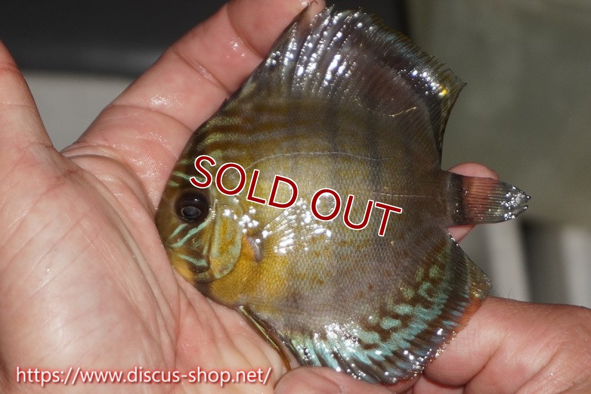 画像2: 【ワイルドディスカス】【通販】【年に一度の入荷】アルトナナイディアマンテ ロイヤルグリーン ヤングスター【個体販売】9-11cm（生体）ナナイ産 (2)