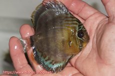 画像2: 【決算セール対象個体】【ワイルドディスカス】【通販】【年に一度の入荷】アルトナナイディアマンテ ロイヤルグリーン ヤングスター【個体販売】9-11cm（生体）ナナイ産 (2)