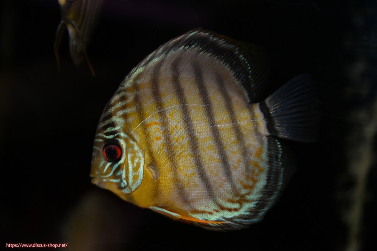 画像1: 【30周年記念セール対象個体】【ワイルドディスカス】【通販】【年に一度の入荷】アルトナナイディアマンテ ロイヤルグリーン ヤングスター【個体販売】9-11cm（生体）ナナイ産 (1)