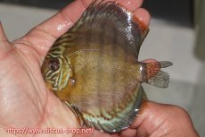 画像1: 【決算セール対象個体】【ワイルドディスカス】【通販】【年に一度の入荷】アルトナナイディアマンテ ロイヤルグリーン ヤングスター【個体販売】9-11cm（生体）ナナイ産 (1)