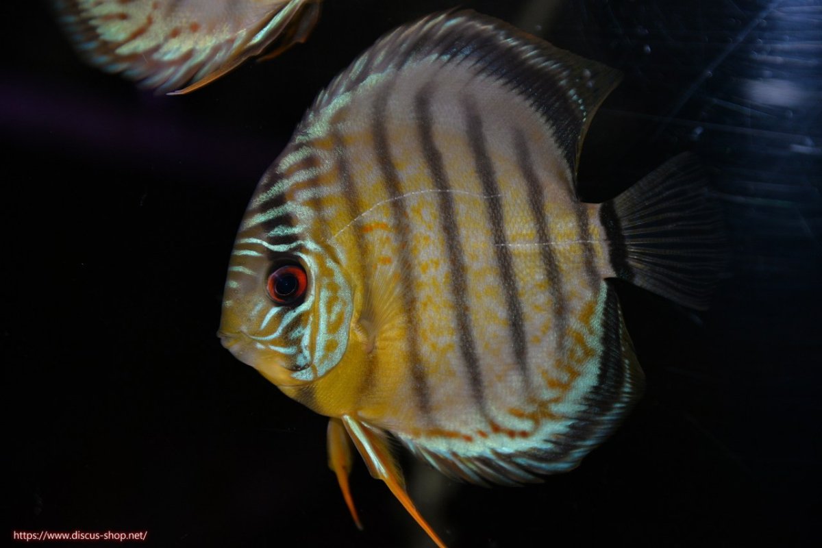 画像2: 【30周年記念セール対象個体】【ワイルドディスカス】【通販】【年に一度の入荷】アルトナナイディアマンテ ロイヤルグリーン ヤングスター【個体販売】9-11cm（生体）ナナイ産 (2)