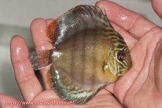 画像2: 【決算セール対象個体】【ワイルドディスカス】【通販】【年に一度の入荷】アルトナナイディアマンテ ロイヤルグリーン ヤングスター【個体販売】9-11cm（生体）ナナイ産 (2)