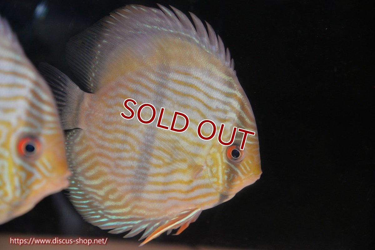 画像1: 【ワイルドディスカス】【通販】【究極のブルー発色】ヤムンダブリリアント【個体販売】15-16cm（生体）ヤムンダ産 (1)