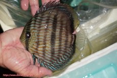 画像1: 【ワイルドディスカス】【通販】【究極のブルー発色】ヤムンダブリリアント【個体販売】15-16cm（生体）ヤムンダ産 (1)