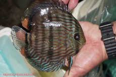 画像2: 【ワイルドディスカス】【通販】【究極のブルー発色】ヤムンダブリリアント【個体販売】15-16cm（生体）ヤムンダ産 (2)