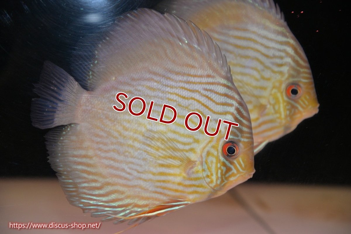 画像1: 【ワイルドディスカス】【通販】【究極のブルー発色】ヤムンダブリリアント【個体販売】15-16cm（生体）ヤムンダ産 (1)