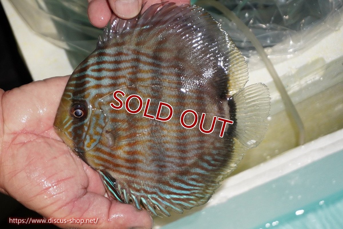 画像2: 【ワイルドディスカス】【通販】【究極のブルー発色】ヤムンダブリリアント【個体販売】15-16cm（生体）ヤムンダ産 (2)