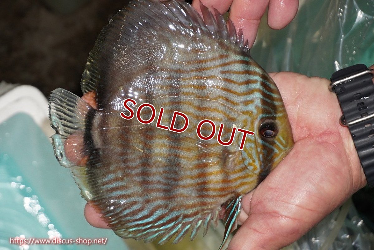 画像3: 【ワイルドディスカス】【通販】【究極のブルー発色】ヤムンダブリリアント【個体販売】15-16cm（生体）ヤムンダ産 (3)