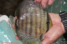 画像3: 【ワイルドディスカス】【通販】【究極のブルー発色】ヤムンダブリリアント【個体販売】15-16cm（生体）ヤムンダ産 (3)