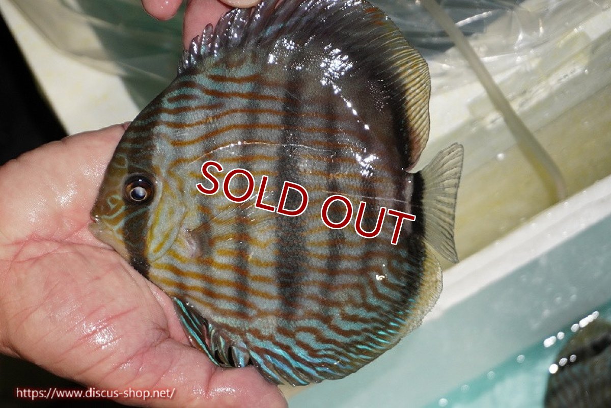 画像1: 【ワイルドディスカス】【通販】【究極のブルー発色】ヤムンダブリリアント【個体販売】15-16cm（生体）ヤムンダ産 (1)