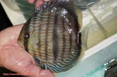 画像1: 【ワイルドディスカス】【通販】【究極のブルー発色】ヤムンダブリリアント【個体販売】15-16cm（生体）ヤムンダ産 (1)