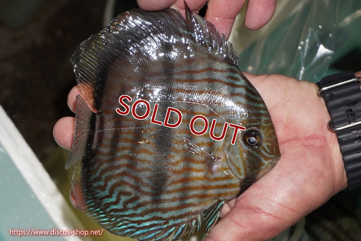 画像2: 【ワイルドディスカス】【通販】【究極のブルー発色】ヤムンダブリリアント【個体販売】15-16cm（生体）ヤムンダ産 (2)