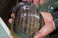 画像2: 【ワイルドディスカス】【通販】【究極のブルー発色】ヤムンダブリリアント【個体販売】15-16cm（生体）ヤムンダ産 (2)