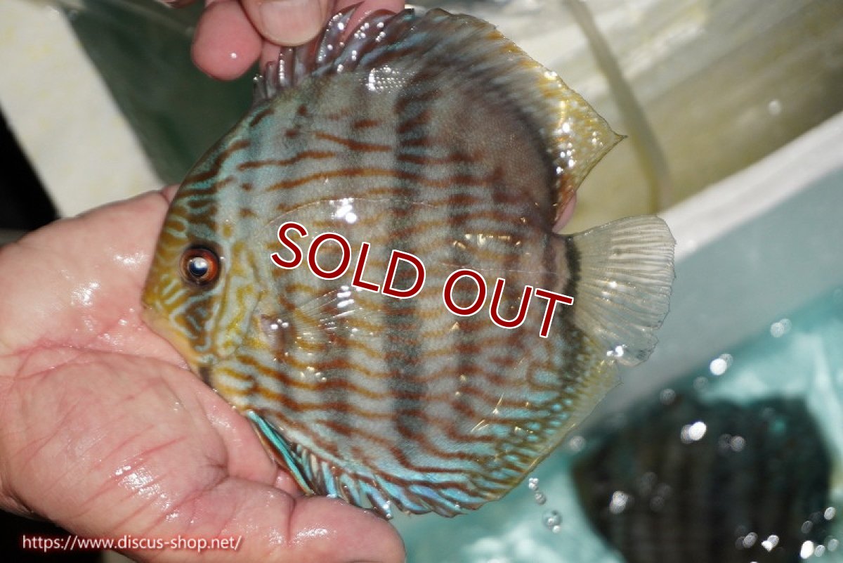 画像1: 【ワイルドディスカス】【通販】【究極のブルー発色】ヤムンダブリリアント【個体販売】15-16cm（生体）ヤムンダ産 (1)