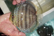 画像1: 【ワイルドディスカス】【通販】【究極のブルー発色】ヤムンダブリリアント【個体販売】15-16cm（生体）ヤムンダ産 (1)