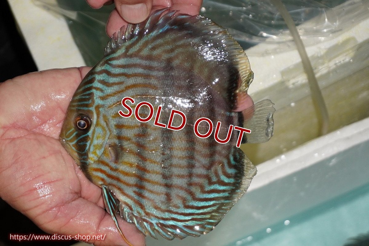 画像1: 【ワイルドディスカス】【通販】【究極のブルー発色】ヤムンダブリリアント【個体販売】15-16cm（生体）ヤムンダ産 (1)