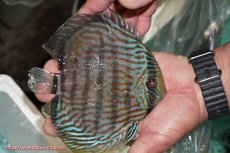 画像2: 【ワイルドディスカス】【通販】【究極のブルー発色】ヤムンダブリリアント【個体販売】15-16cm（生体）ヤムンダ産 (2)