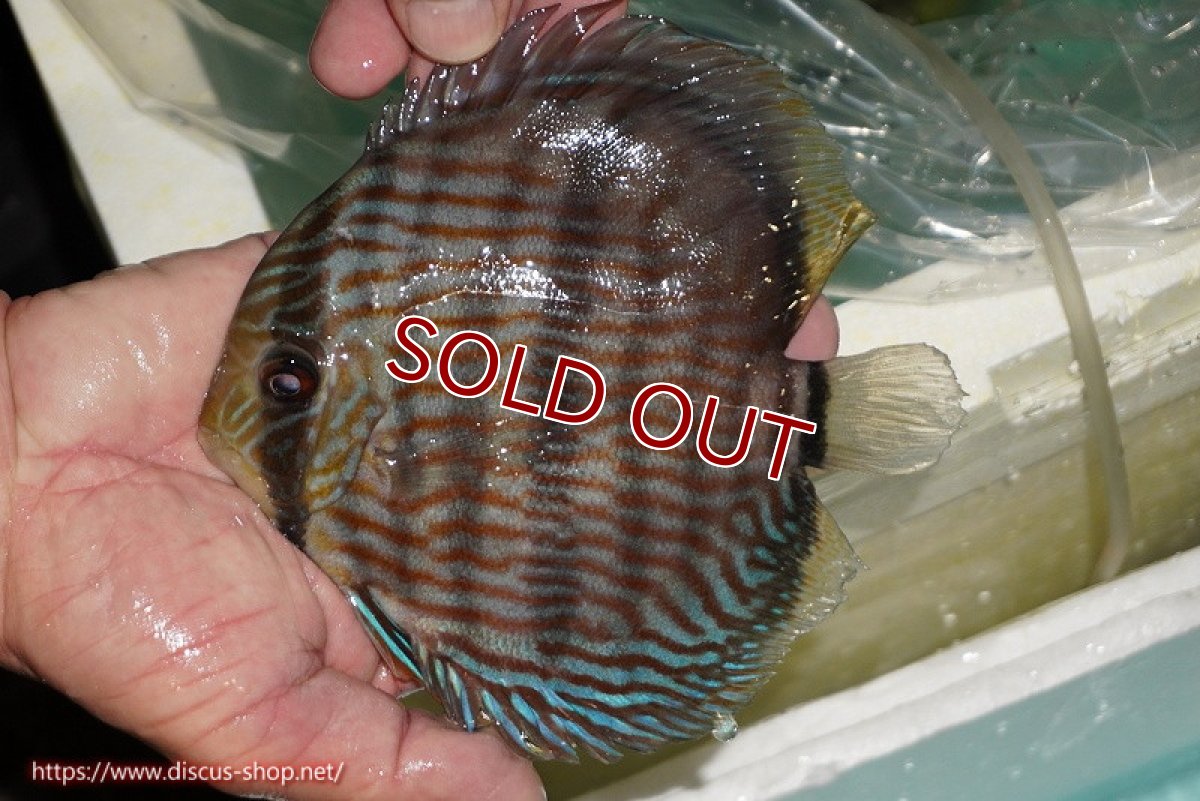 画像1: 【ワイルドディスカス】【通販】【究極のブルー発色】ヤムンダブリリアント【個体販売】15-16cm（生体）ヤムンダ産 (1)