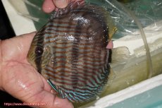 画像1: 【ワイルドディスカス】【通販】【究極のブルー発色】ヤムンダブリリアント【個体販売】15-16cm（生体）ヤムンダ産 (1)