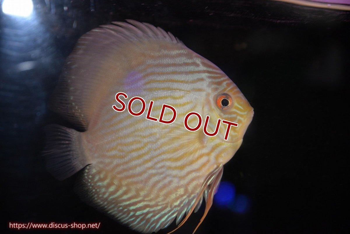 画像1: 【ワイルドディスカス】【通販】【究極のブルー発色】ヤムンダブリリアント【個体販売】15-16cm（生体）ヤムンダ産 (1)