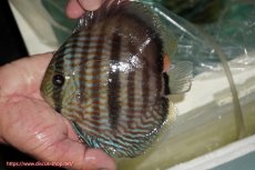 画像1: 【ワイルドディスカス】【通販】【究極のブルー発色】ヤムンダブリリアント【個体販売】15-16cm（生体）ヤムンダ産 (1)