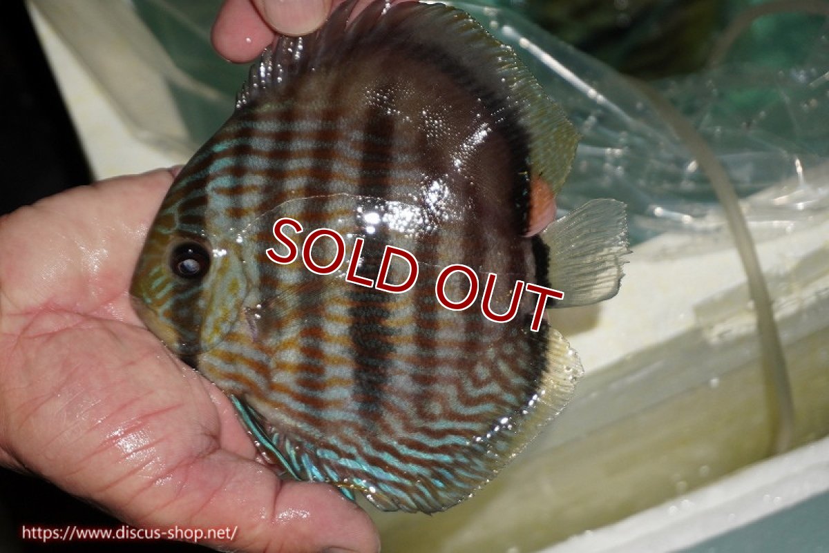 画像2: 【ワイルドディスカス】【通販】【究極のブルー発色】ヤムンダブリリアント【個体販売】15-16cm（生体）ヤムンダ産 (2)