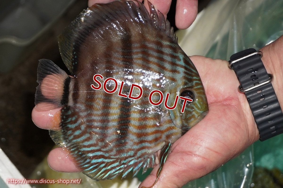 画像3: 【ワイルドディスカス】【通販】【究極のブルー発色】ヤムンダブリリアント【個体販売】15-16cm（生体）ヤムンダ産 (3)