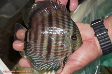 画像3: 【ワイルドディスカス】【通販】【究極のブルー発色】ヤムンダブリリアント【個体販売】15-16cm（生体）ヤムンダ産 (3)