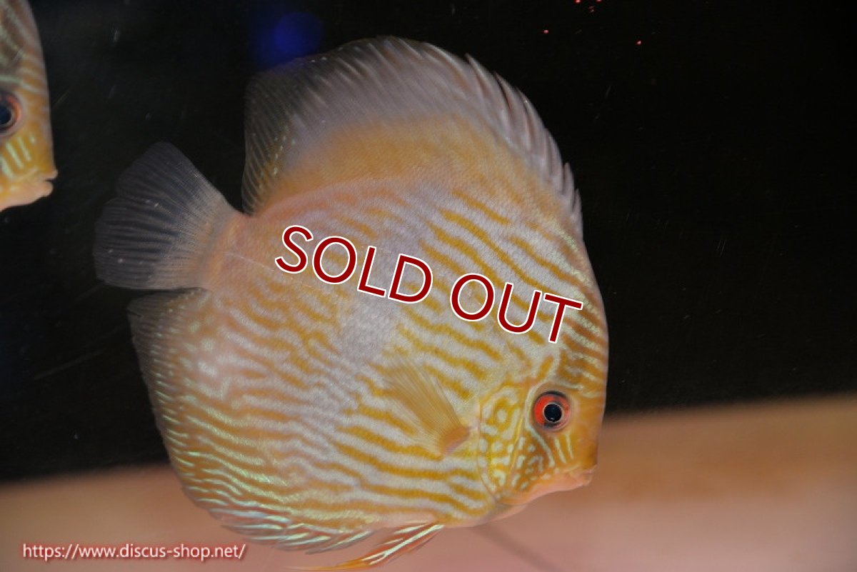 画像1: 【ワイルドディスカス】【通販】【究極のブルー発色】ヤムンダブリリアント【個体販売】15-16cm（生体）ヤムンダ産 (1)