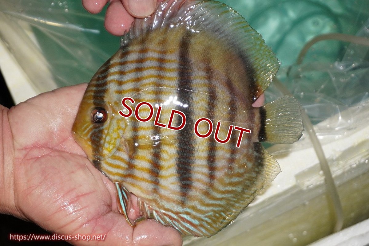 画像2: 【ワイルドディスカス】【通販】【究極のブルー発色】ヤムンダブリリアント【個体販売】15-16cm（生体）ヤムンダ産 (2)