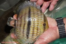 画像3: 【ワイルドディスカス】【通販】【究極のブルー発色】ヤムンダブリリアント【個体販売】15-16cm（生体）ヤムンダ産 (3)