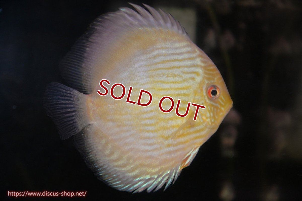 画像1: 【ワイルドディスカス】【通販】【究極のブルー発色】ヤムンダブリリアント【個体販売】15-16cm（生体）ヤムンダ産 (1)