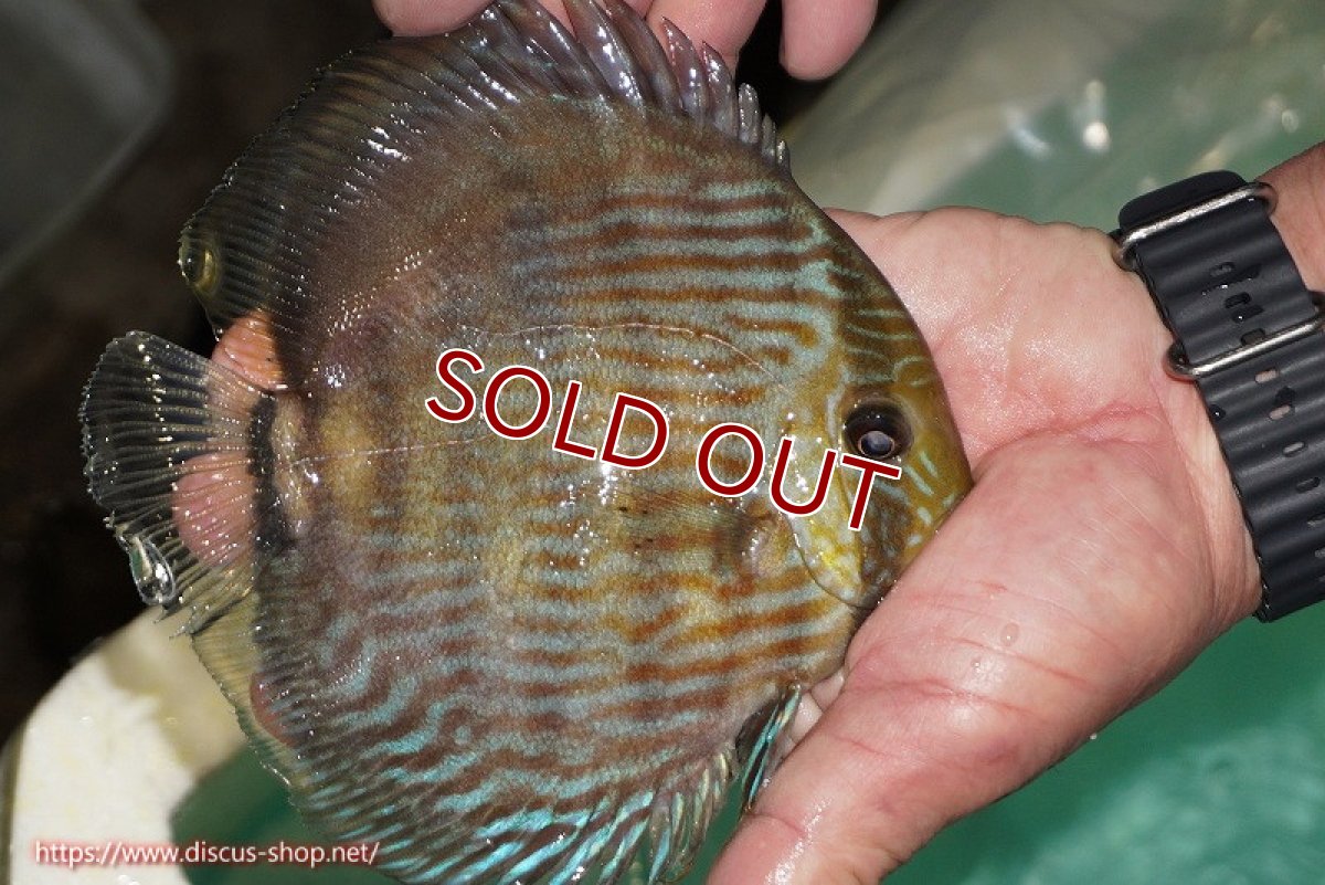 画像3: 【ワイルドディスカス】【通販】【究極のブルー発色】ヤムンダブリリアント【個体販売】15-16cm（生体）ヤムンダ産 (3)