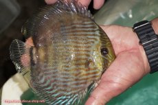 画像3: 【ワイルドディスカス】【通販】【究極のブルー発色】ヤムンダブリリアント【個体販売】15-16cm（生体）ヤムンダ産 (3)