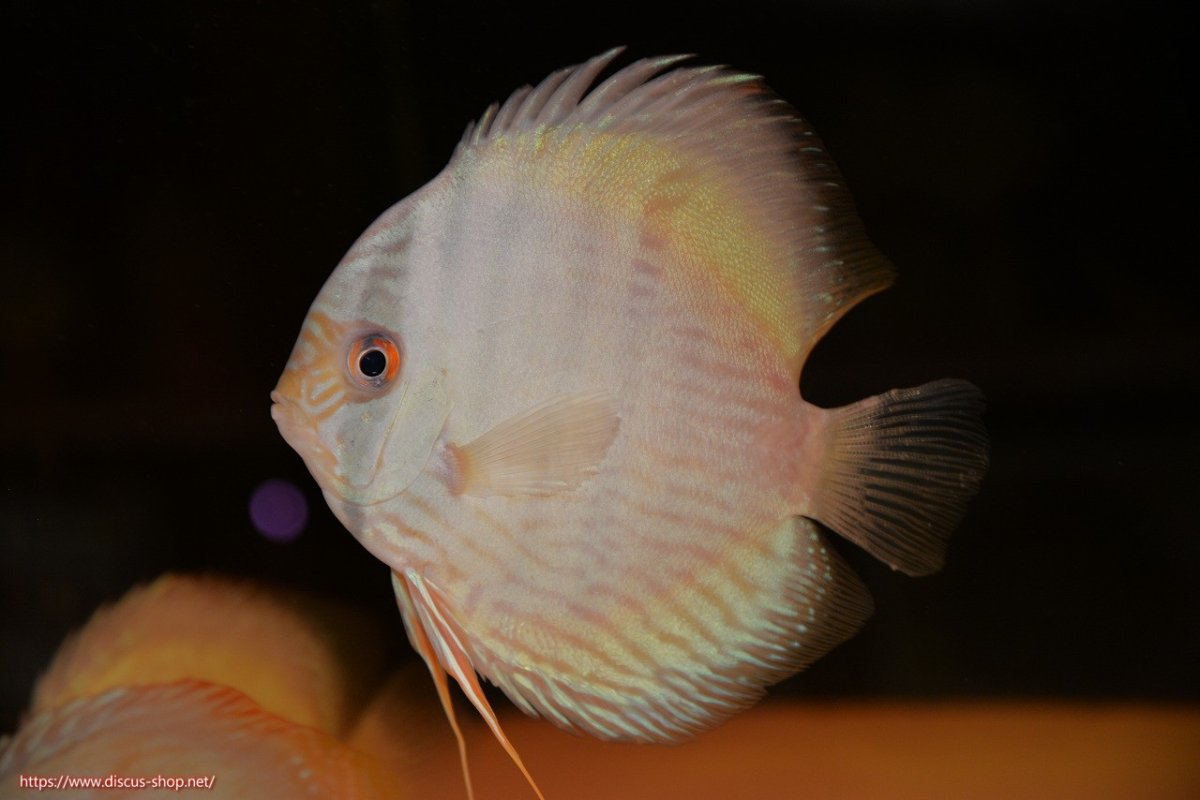 画像1: 【30周年記念セール対象個体】【ワイルドディスカス】【通販】【ワイルド屈指のブルー発色】ヤムンダスーパーブルームーン【個体販売】13-15cm（生体）ヤムンダ産 (1)