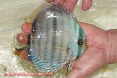 画像2: 【ワイルドディスカス】【通販】【ワイルド屈指のブルー発色】ヤムンダスーパーブルームーン【個体販売】13-15cm（生体）ヤムンダ産 (2)