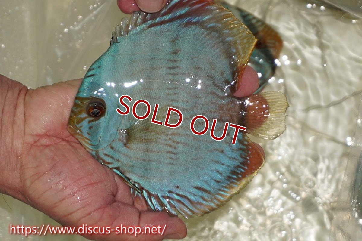 画像1: 【ワイルドディスカス】【通販】【ワイルド屈指のブルー発色】ヤムンダスーパーブルームーン【個体販売】13-15cm（生体）ヤムンダ産 (1)