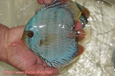 画像1: 【ワイルドディスカス】【通販】【ワイルド屈指のブルー発色】ヤムンダスーパーブルームーン【個体販売】13-15cm（生体）ヤムンダ産 (1)