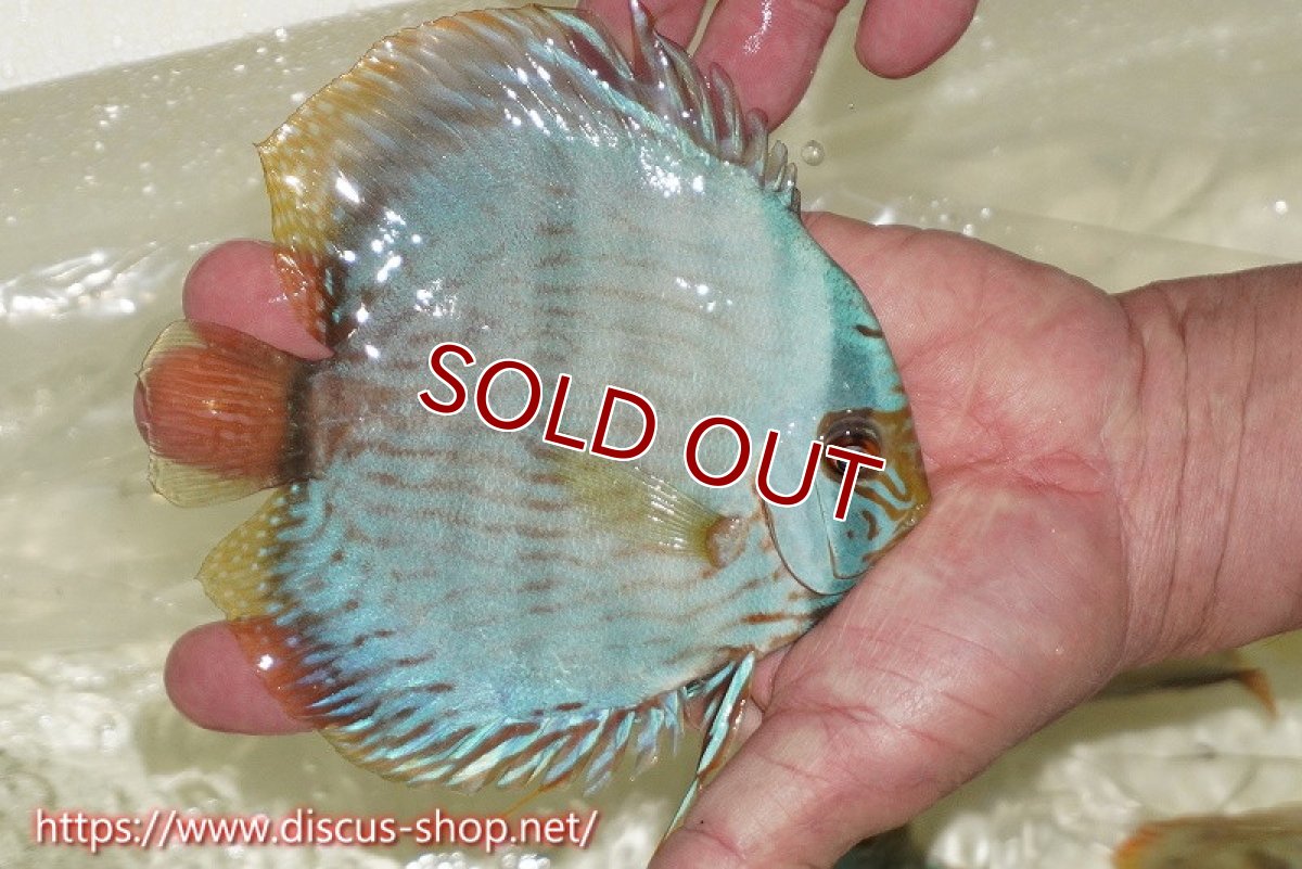 画像2: 【ワイルドディスカス】【通販】【ワイルド屈指のブルー発色】ヤムンダスーパーブルームーン【個体販売】13-15cm（生体）ヤムンダ産 (2)