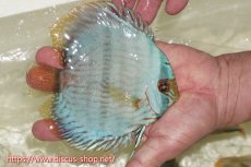 画像2: 【ワイルドディスカス】【通販】【ワイルド屈指のブルー発色】ヤムンダスーパーブルームーン【個体販売】13-15cm（生体）ヤムンダ産 (2)