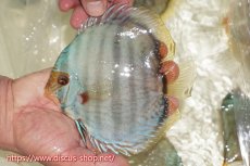 画像3: 【30周年記念セール対象個体】【ワイルドディスカス】【通販】【ワイルド屈指のブルー発色】ヤムンダスーパーブルームーン【個体販売】13-15cm（生体）ヤムンダ産 (3)