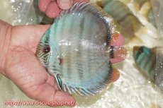 画像1: 【ワイルドディスカス】【通販】【ワイルド屈指のブルー発色】ヤムンダスーパーブルームーン【個体販売】13-15cm（生体）ヤムンダ産 (1)