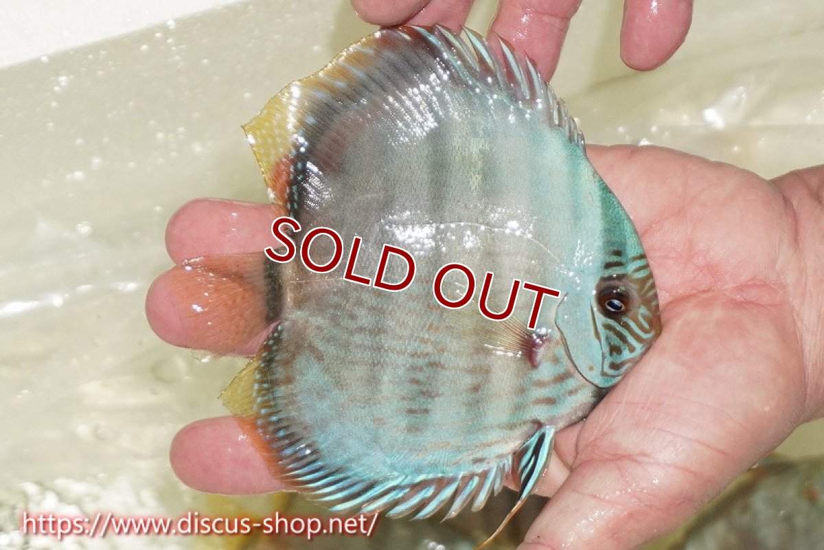 画像2: 【ワイルドディスカス】【通販】【ワイルド屈指のブルー発色】ヤムンダスーパーブルームーン【個体販売】13-15cm（生体）ヤムンダ産 (2)