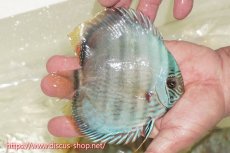 画像2: 【ワイルドディスカス】【通販】【ワイルド屈指のブルー発色】ヤムンダスーパーブルームーン【個体販売】13-15cm（生体）ヤムンダ産 (2)