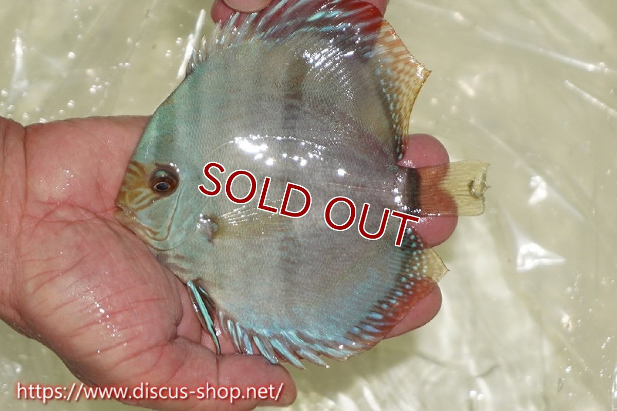 画像1: 【ワイルドディスカス】【通販】【ワイルド屈指のブルー発色】ヤムンダスーパーブルームーン【個体販売】13-15cm（生体）ヤムンダ産 (1)