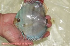 画像1: 【ワイルドディスカス】【通販】【ワイルド屈指のブルー発色】ヤムンダスーパーブルームーン【個体販売】13-15cm（生体）ヤムンダ産 (1)