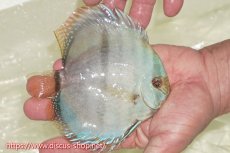 画像2: 【ワイルドディスカス】【通販】【ワイルド屈指のブルー発色】ヤムンダスーパーブルームーン【個体販売】13-15cm（生体）ヤムンダ産 (2)